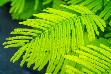 Close-up of vibrant green Climbing Wattle (Acacia pennata) leaves with morning dew. Natural symmetry and tropical freshness perfect for botanical and environmental themes.