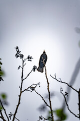 Amsel auf Zweig