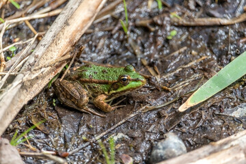 The marsh frog (Pelophylax ridibundus), species of water frog in her natural habitat in the pond.