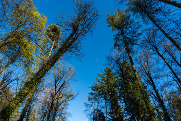 Fototapeta premium Bäume im Wald