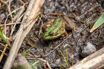 The marsh frog (Pelophylax ridibundus), species of water frog in her natural habitat in the pond.