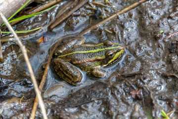 The marsh frog (Pelophylax ridibundus), species of water frog in her natural habitat in the pond.