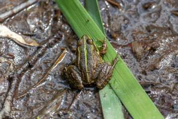 The marsh frog (Pelophylax ridibundus), species of water frog in her natural habitat in the pond.