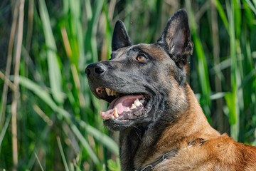 Naklejka premium Belgischer Schäferhund