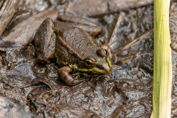 The marsh frog (Pelophylax ridibundus), species of water frog in her natural habitat in the pond.
