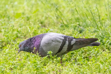 igeon (Dove, Columba), from the family Columbidae, looking for food.