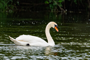 Schwan im Wasser