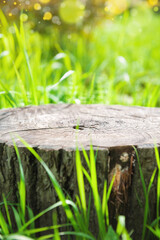 Nature background with old tree stump with cracked wood