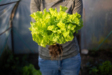 woman holding freshly picked organic green salad