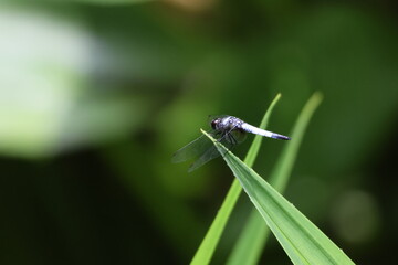 Blue Dragonfly – Male Pond Adjutant (Aethriamanta Gracilis) perched on the tip of a leaf, under the bright sunlight, in a pond. Note the bright blue color which indicates that it is a male.