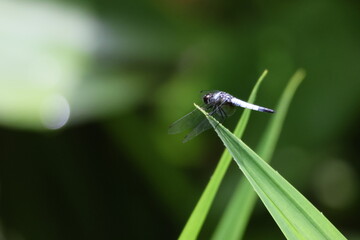 Blue Dragonfly – Male Pond Adjutant (Aethriamanta Gracilis) perched on the tip of a leaf, under the bright sunlight, in a pond. Note the bright blue color which indicates that it is a male.
