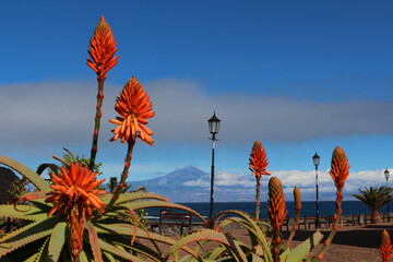 View through at the Teide - the highest Spanish mountain- from a neighboring island through Aloe vera flowers (La Gomera, Canary Islands)