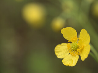 雨上がりの5月に咲いた黄色くて小さい花「ウマノアシガタ」
