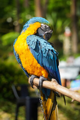 Close up photo of macaw bird has blue feathers on its back and yellow feathers on its chest. Macaw perch and roost on the tree branch. Concept world animal day