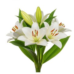 Obraz premium Close up of a bouquet of white lilies with green leaves on a white background