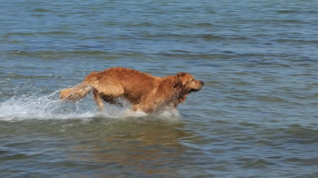 slow motion jumping and running golden retriever mongrel in shallow sea water on a sunny day, close-up and side view