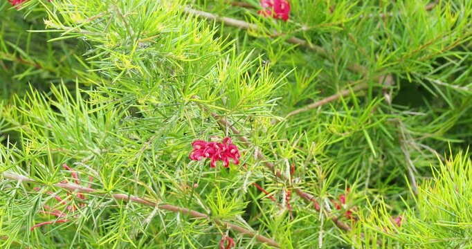 (Grevillea rosmarinifolia) Rosemary grevillea. Graceful bushy shrub with arching glossy green leaves offering a nice contrast with clusters of pretty red spidery-shaped flowers