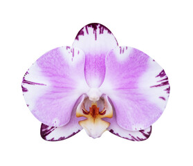 Pink - Purple orchid isolated on white background, soft focus and clipping path.