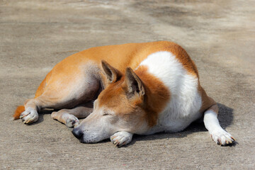 An old dog rests on the concrete floor.