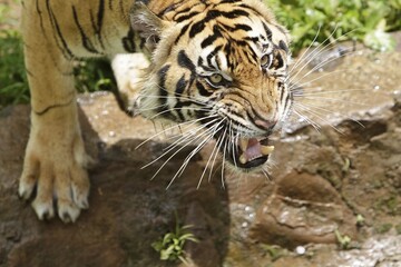 Close up of a roaring Sumatran tiger
