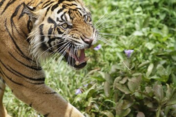 Close up of a roaring Sumatran tiger