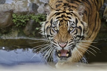 Close up of a roaring Sumatran tiger