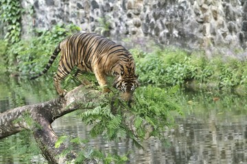 A Sumatran tiger is seen walking on fallen wood