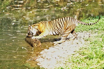 Side view of a Sumatran tiger standing watching the pond