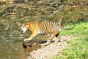 Fototapeta premium Side view of a Sumatran tiger standing watching the pond