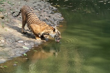 Side view of a Sumatran tiger drinking water from a pond