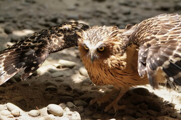 a ketupa owl is basking while spreading its wings