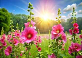 Fototapeta premium Bright pink hollyhocks flowers in a lush green meadow with a clear blue sky and soft sunlight filtering through the trees