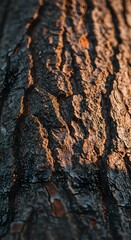 Close up tree bark texture, useful in documentary visuals, design elements for eco packaging, or forest preservation graphics.
