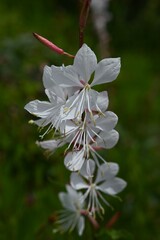 Gaura lindheimeri (White guara) flowers. Onagraceae plants. You can enjoy the delicate flowers...