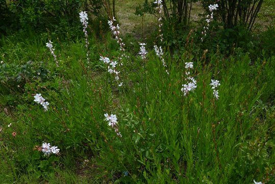 Gaura lindheimeri (White guara) flowers. Onagraceae plants. You can enjoy the delicate flowers swaying in the breeze for a long period of time from early summer to autumn.