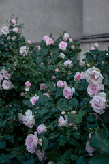 Soft pink roses in a bush