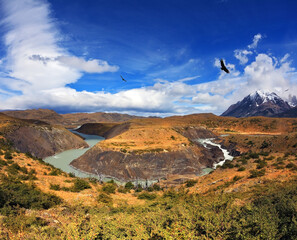  In the sky, floating giant Andean condor