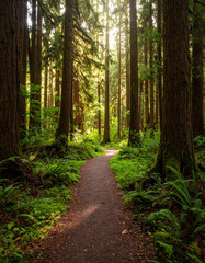 Obraz premium A winding path leads through a serene forest bathed in soft light, symbolizing the journey of mental health and healing.