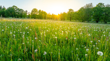 Fresh Spring Blooming Meadow with Trees on Background. Beautiful Lush Vegetation with Sunset Light.