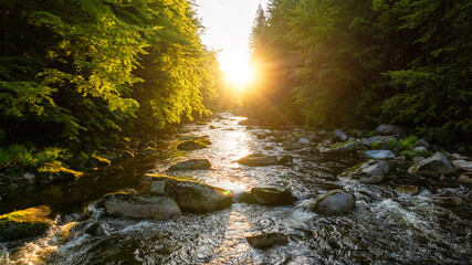 A Bright Small River Flowing Through Lush Spring Forest during Sunset Hour. Fresh Lush Vegetation, Low Angle of View. Wide Angle View. Beautiful Nature Landscape, Natural Background.