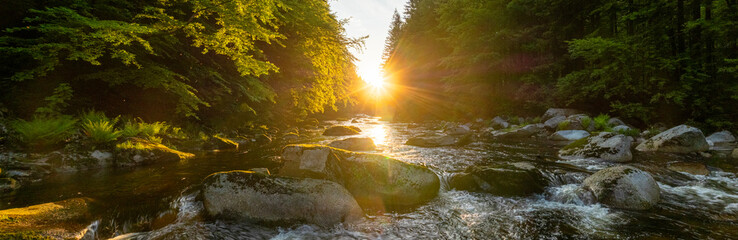 A Bright Small River Flowing Through Lush Spring Forest during Sunset Hour. Fresh Lush Vegetation, Low Angle of View. Wide Angle View. Beautiful Nature Landscape, Natural Background.