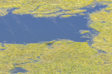 Green algae covering the surface of a pond creating abstract patterns