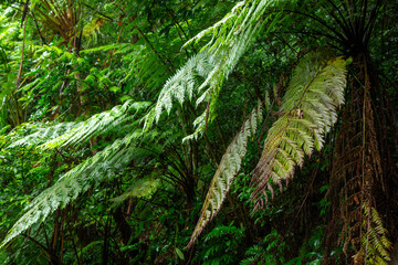 奄美大島の自然。梅雨の季節。