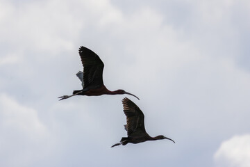 Glossy ibis birds flying in cloudy sky
