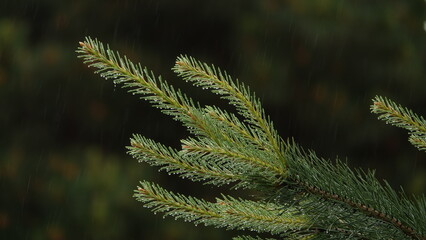 Młode, zielone pędy sosny  © tomo81