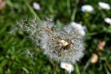 Nahaufnahme einer Pusteblume