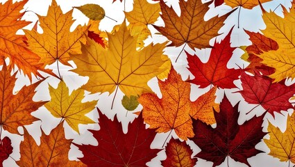 Fototapeta premium A kaleidoscope of colorful autumn leaves on display.