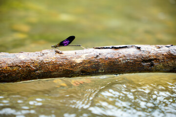 A dark dragonfly with uniquely patterned purple wings perches on a tree trunk against the backdrop...