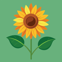 Sunflower vector illustration on a white background