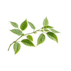 Obraz premium Fresh Green Leaves on a Branch - A Nature's Beauty isolated on white background